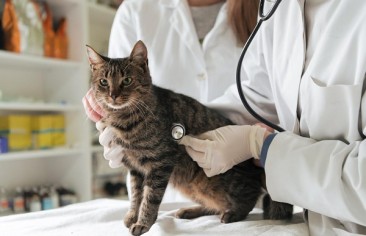 Como reduzir o estresse do animal durante exames