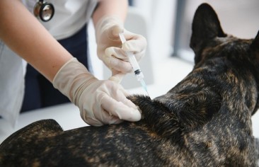 Quais vacinas são obrigatórias para viajar com cães e gatos?