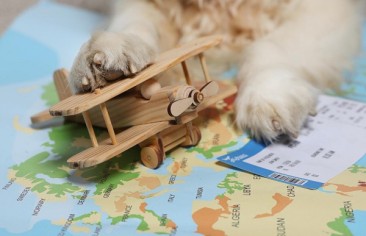 Transporte internacional de pets: o que você precisa saber